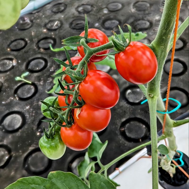 Cherry Tomatoes - Perfect Patio Producers