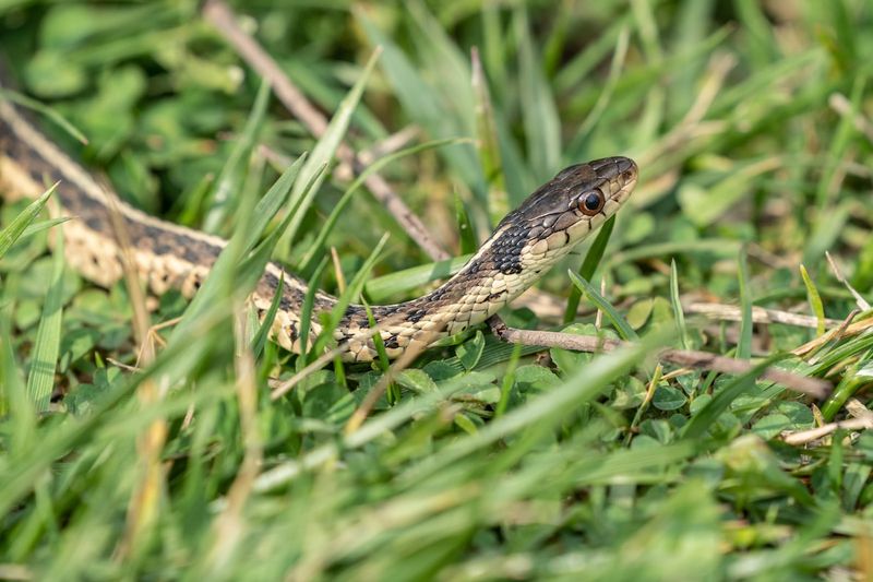 Rodent Urine And Droppings