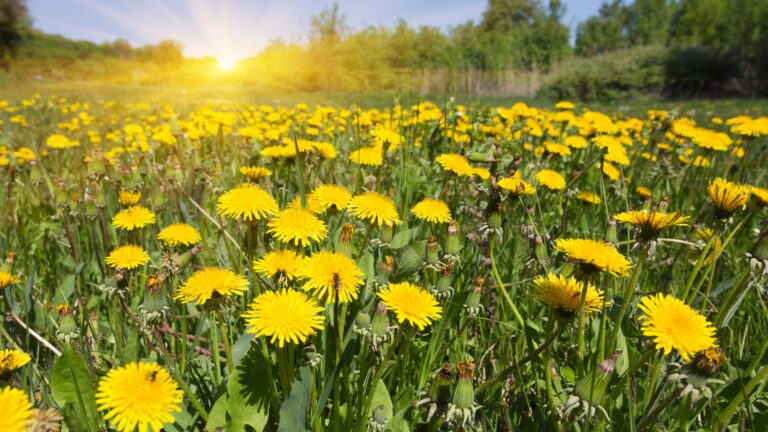 Dandelions