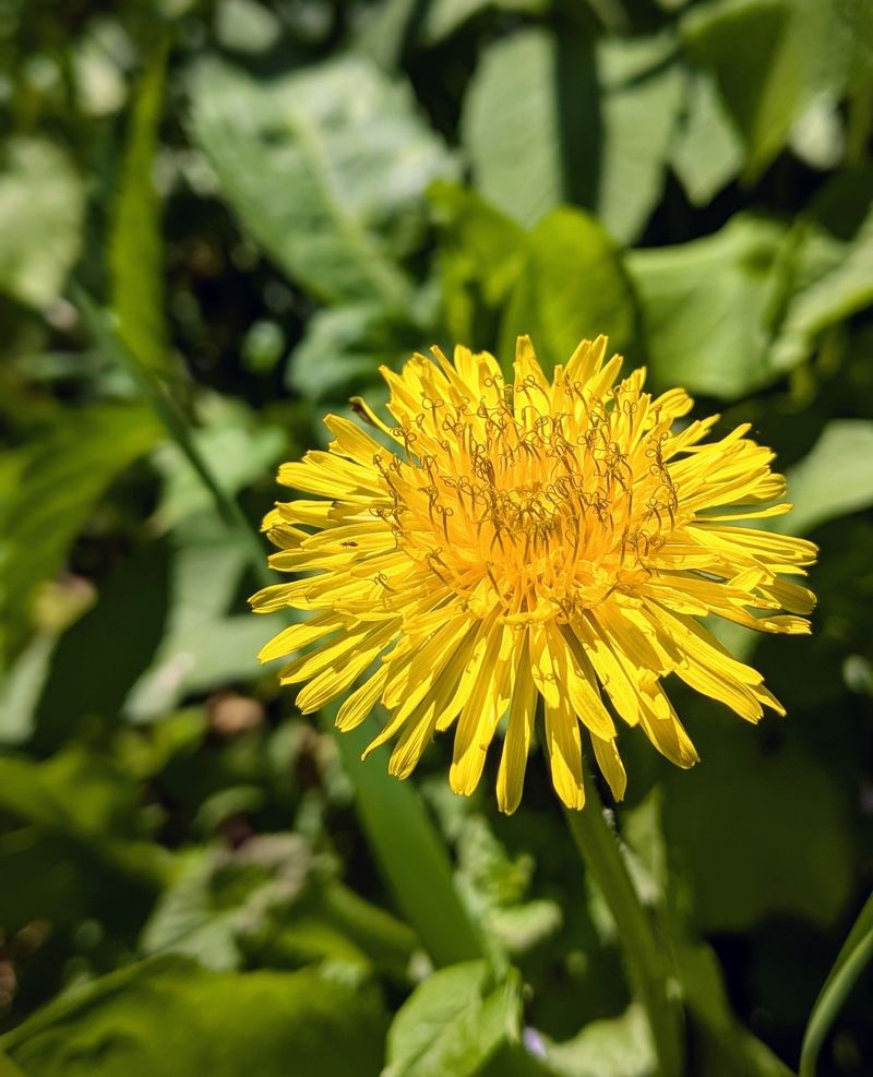 Dandelions