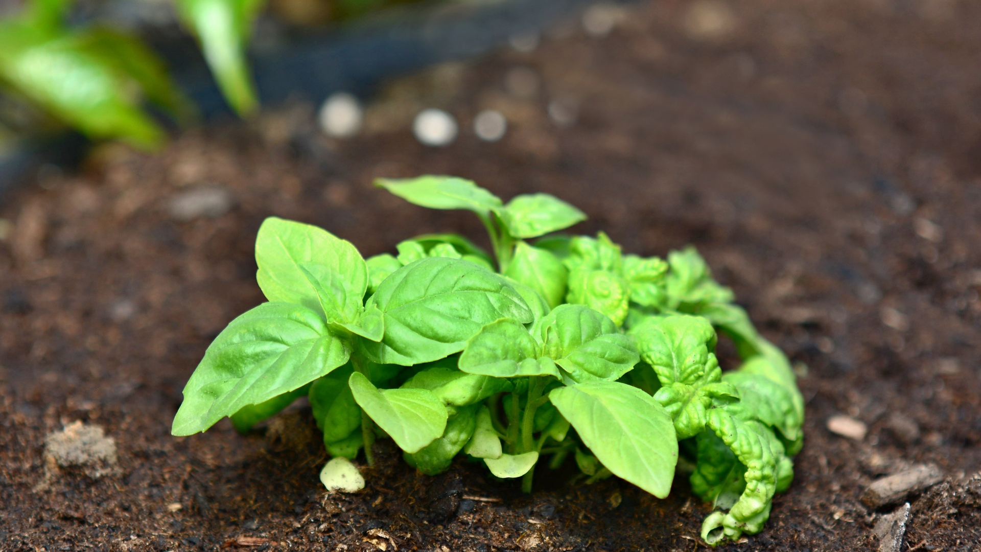 15 Things Every Basil Plant Needs To Thrive Through Summer (Plus What To Stop Doing Now)