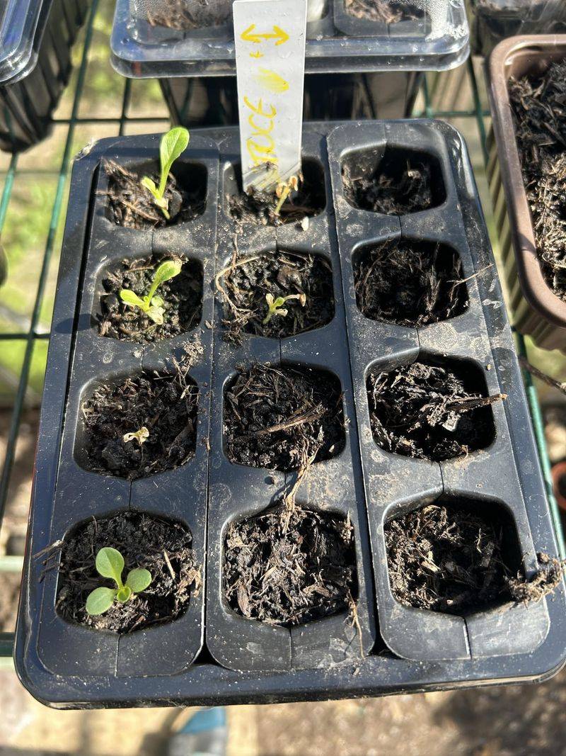 Delayed Germination