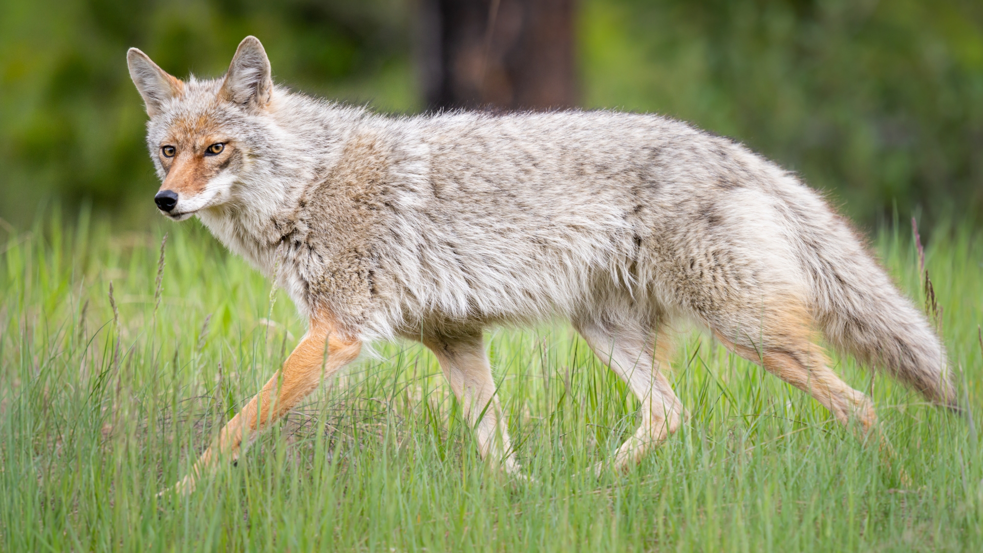 15 Things You Should Do If A Coyote Shows Up In Your Yard