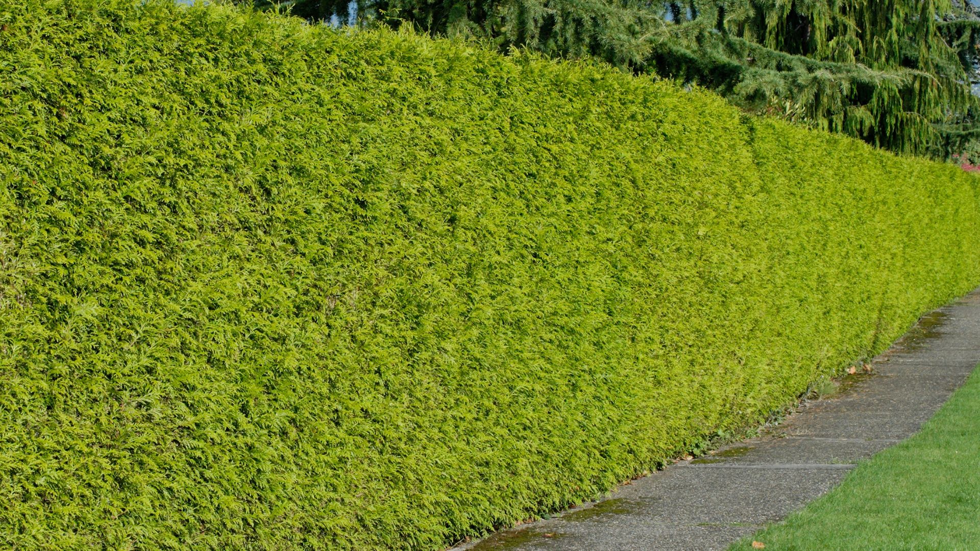 15 Tips And Tricks For Planting A Hedgerow That Grows Strong And Thick