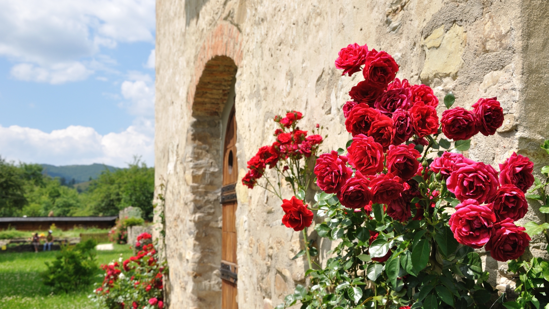 15 Tips For Growing A Rose Garden That Thrives In Any Climate (And Keeps Blooming Longer)