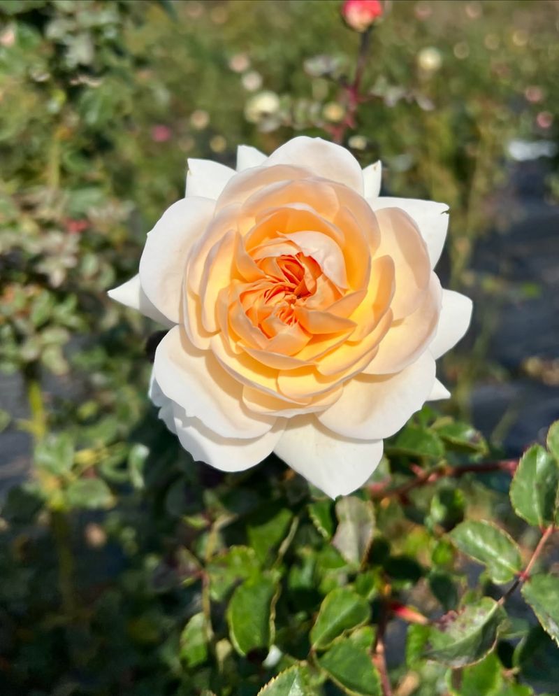 Choose Climate-Appropriate Varieties