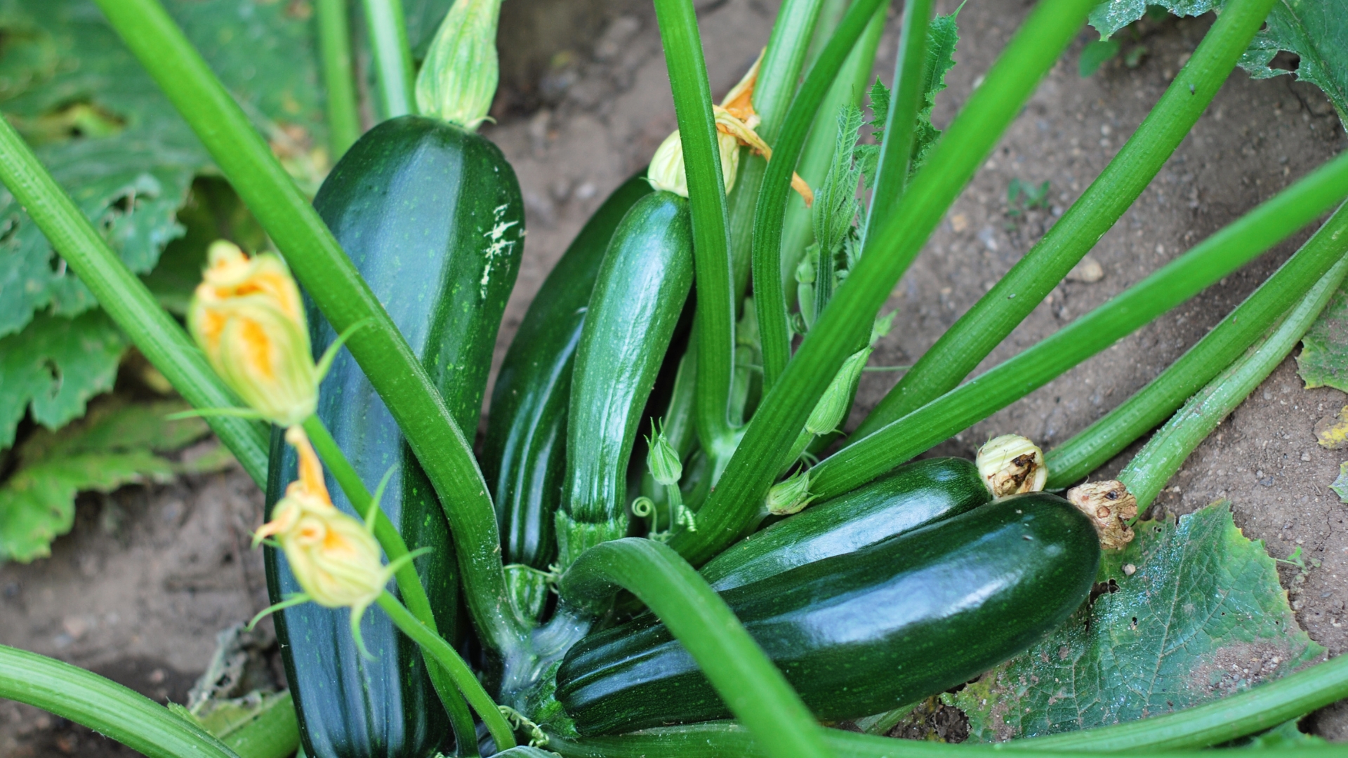 15 Tips To Ensure Proper Pollination For Zucchini Plants (And How Many You Really Need)