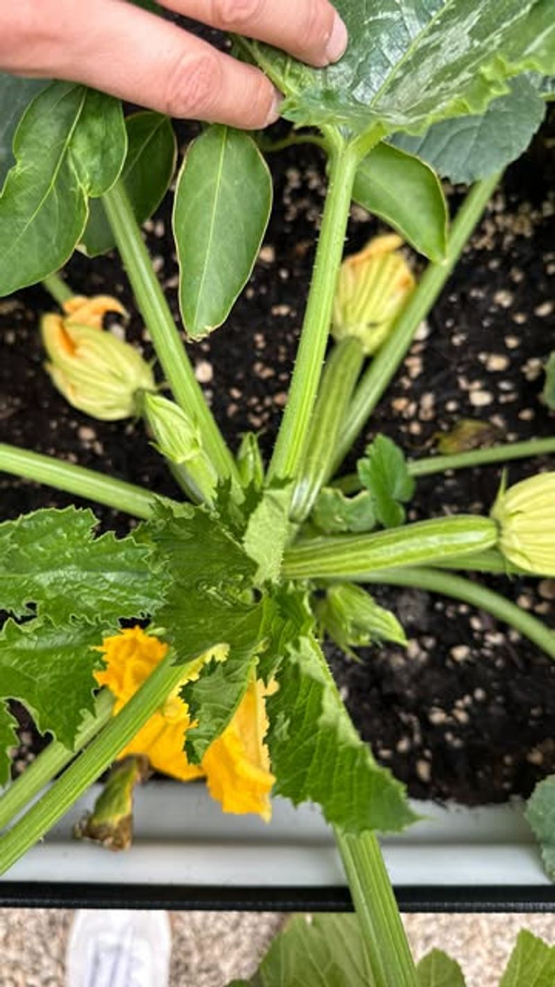 Plant Male and Female Flowers