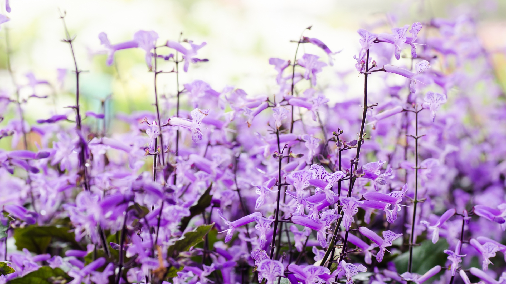 Mona Lavender