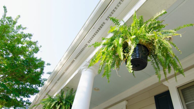 porch ferns