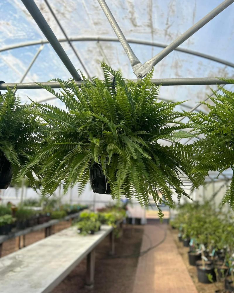Choose The Right Fern Variety