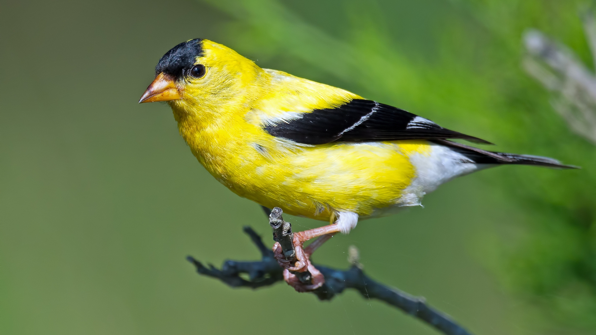 15 Tips & Tricks To Attract More Goldfinches To Your Yard