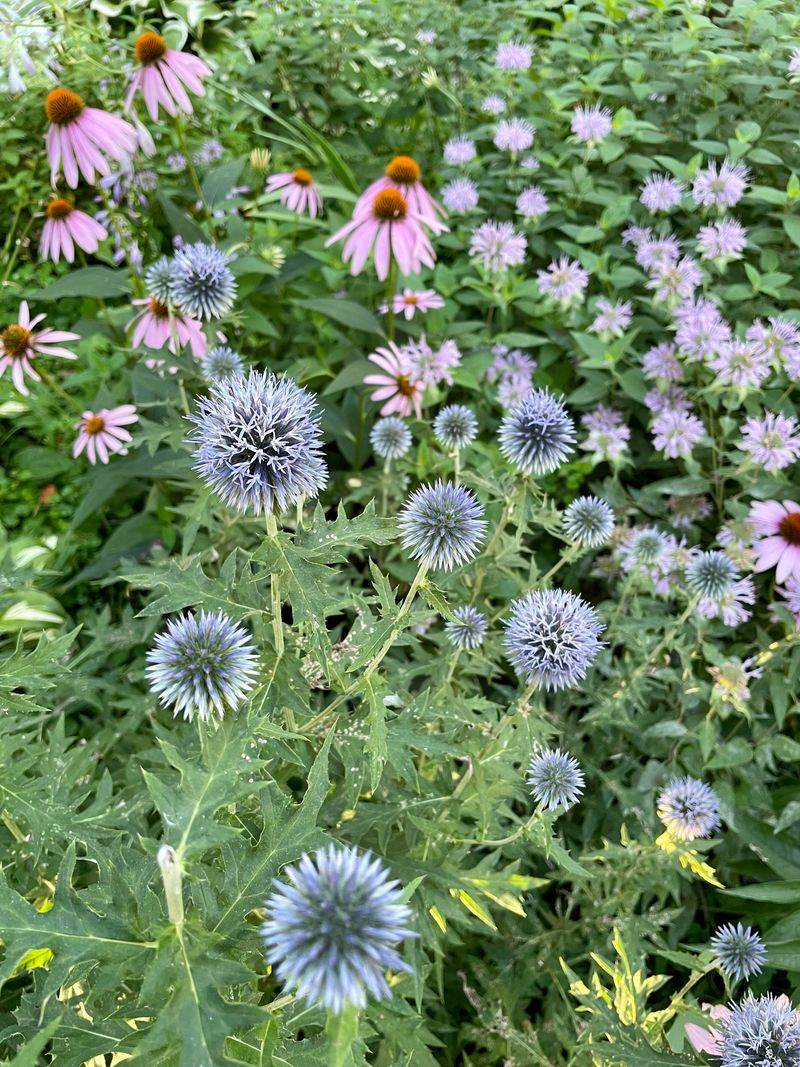 Plant Thistle Garden