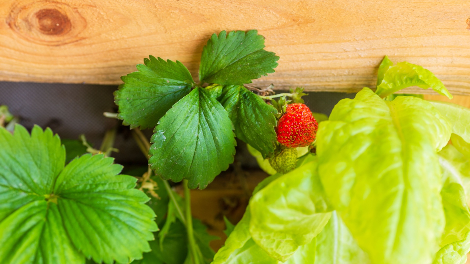 15 Vegetables And Herbs That Thrive With Strawberries—And 5 That Totally Don’t