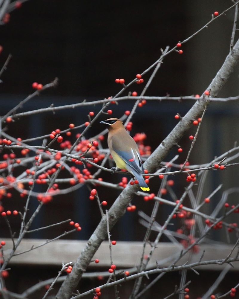 Berry Eaters Spread Native Plants