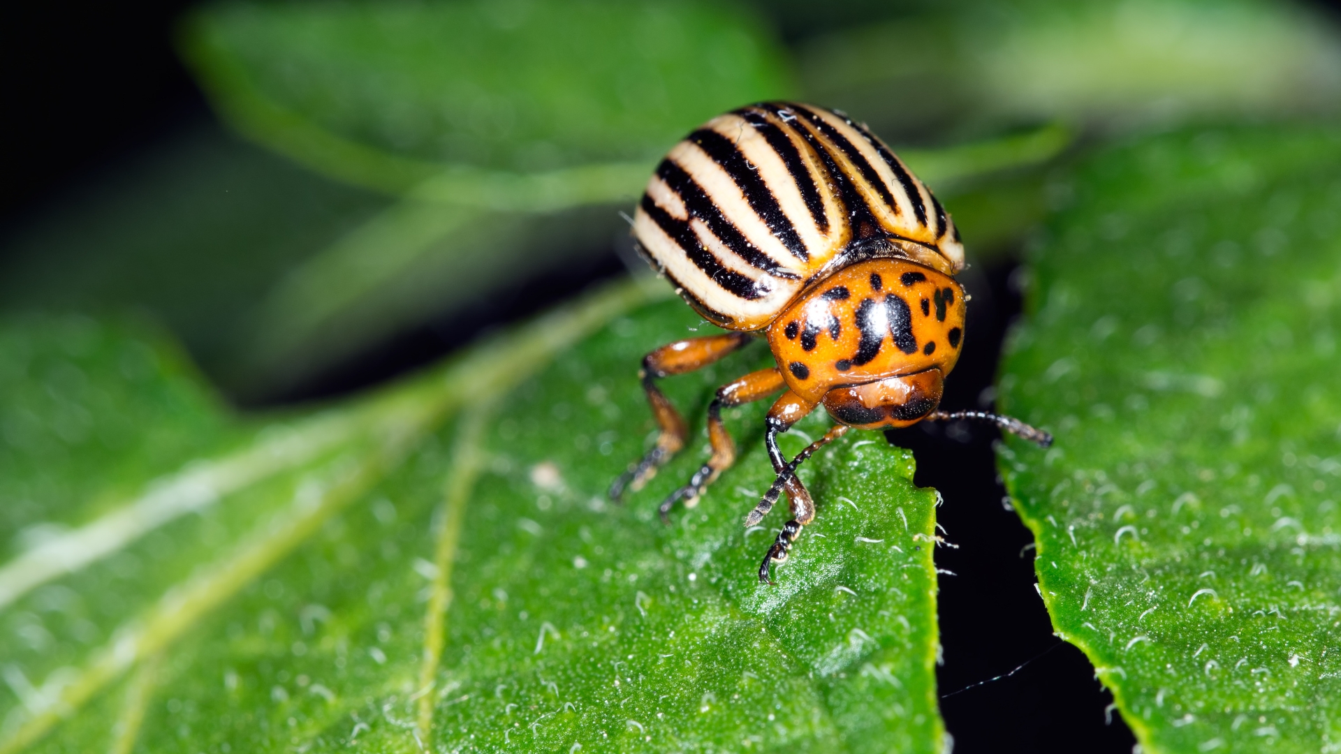Colorado Potato Beetles