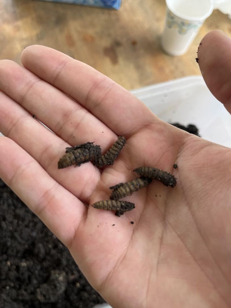 Hand-pick beetles and larvae