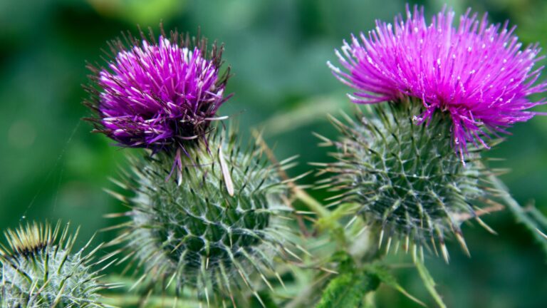 Thistles