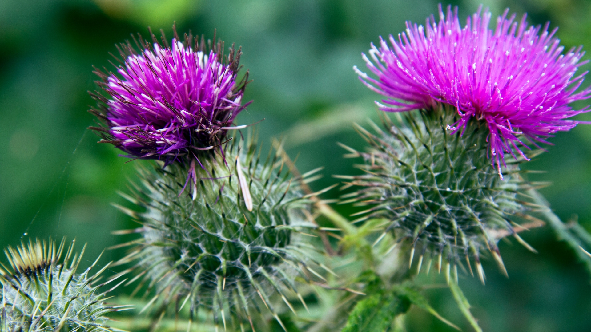 15 Ways To Identify And Remove Thistles From Your Lawn (Plus Tips For Long-Term Control)