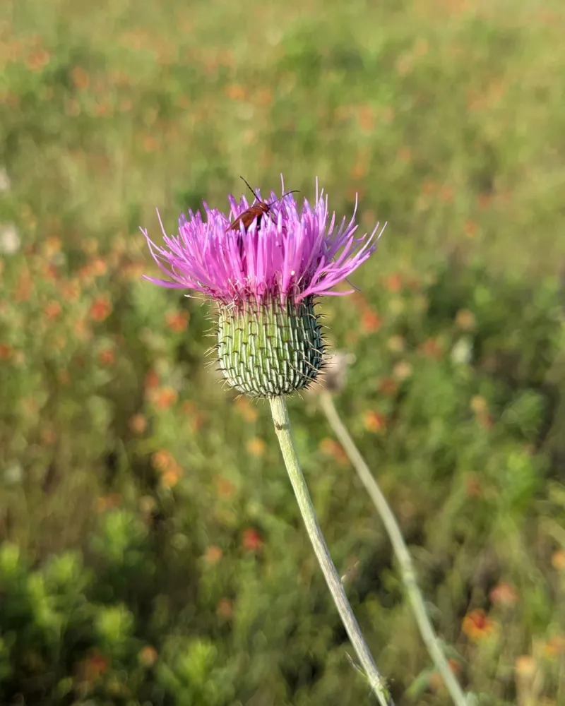 Spot Purple Flowers