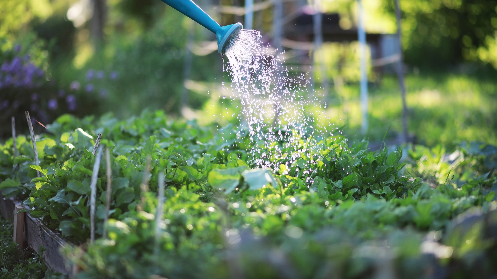 watering plants