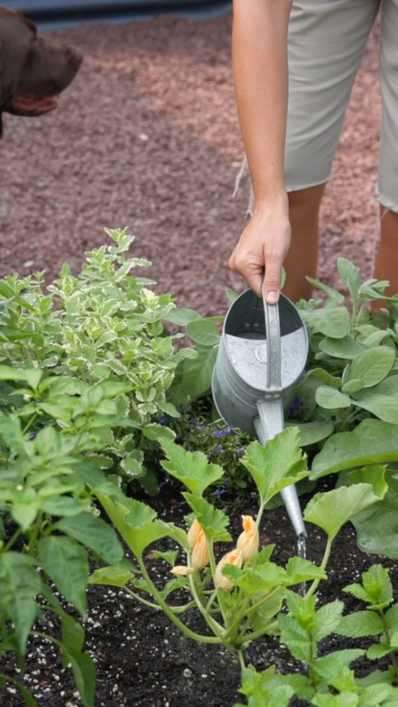 Morning Watering
