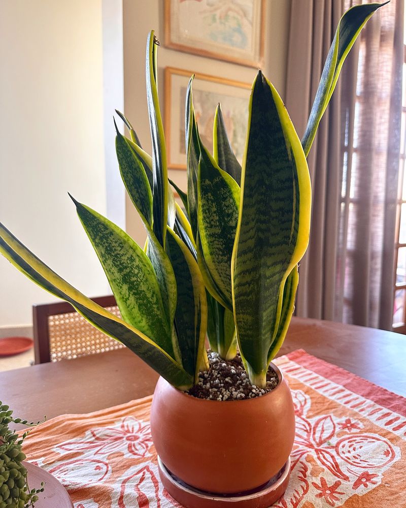 Snake Plant