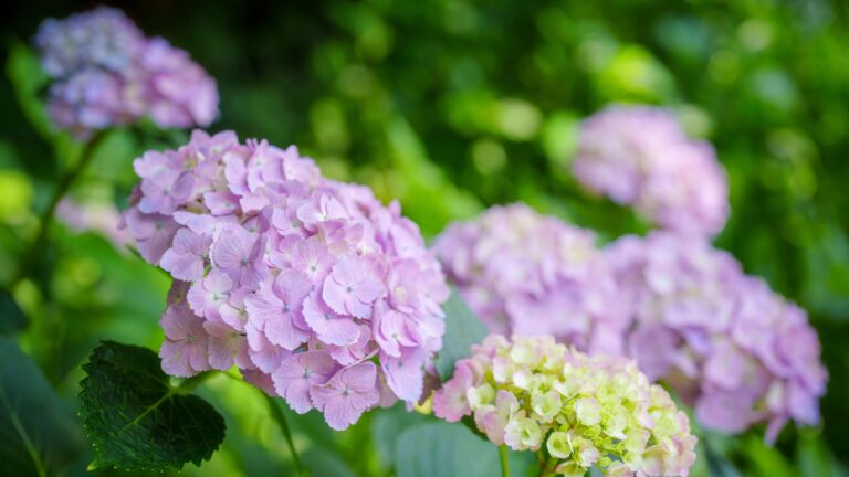 hydrangea flowers