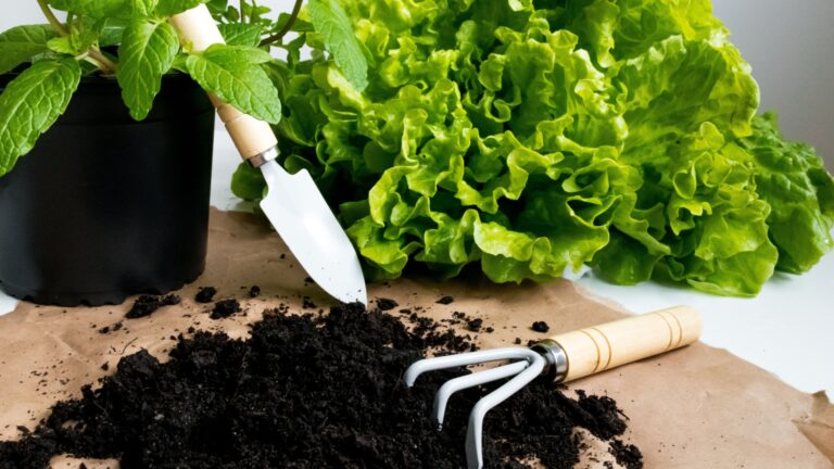gardener prepares soil for lettuce and mint planting