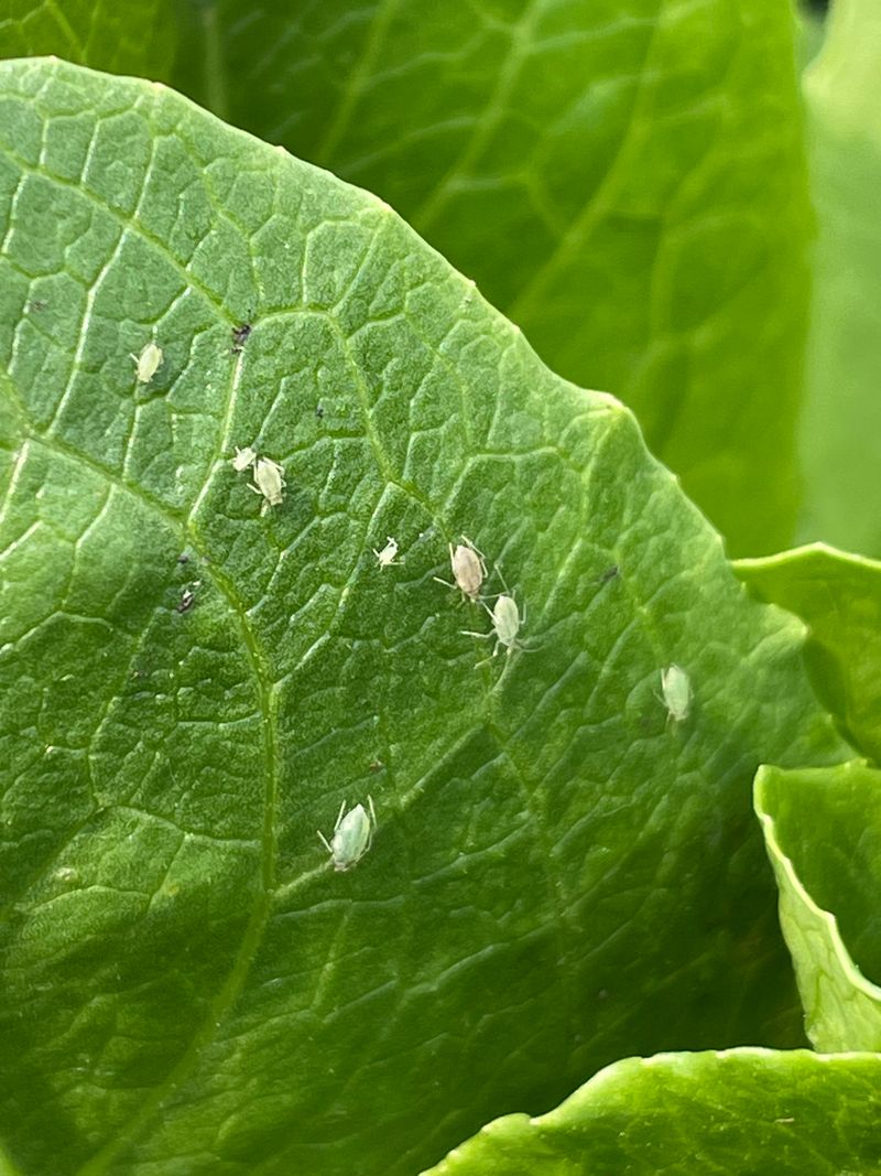 Repels Aphids Naturally