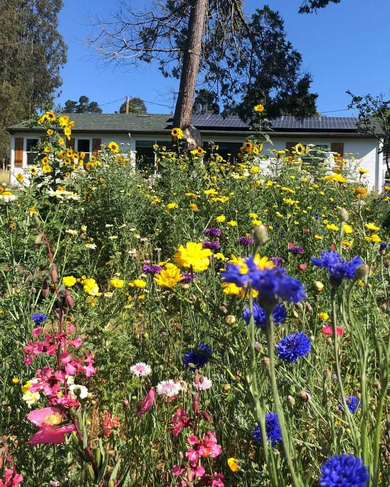 Water-Hungry Lawns