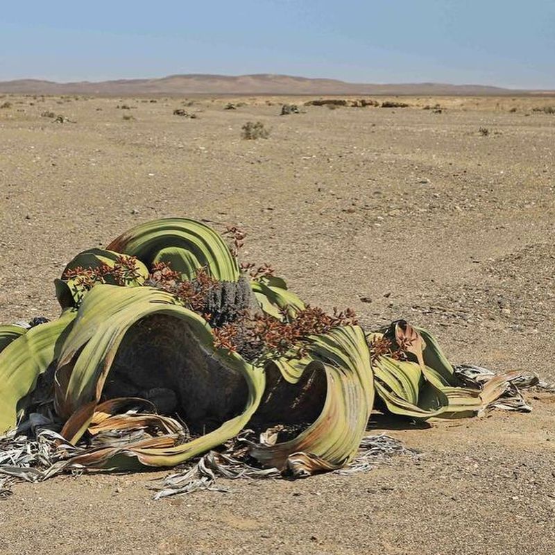 16. Welwitschia