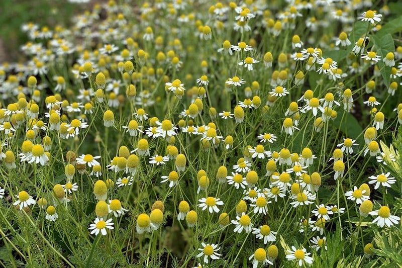 16. Chamomile