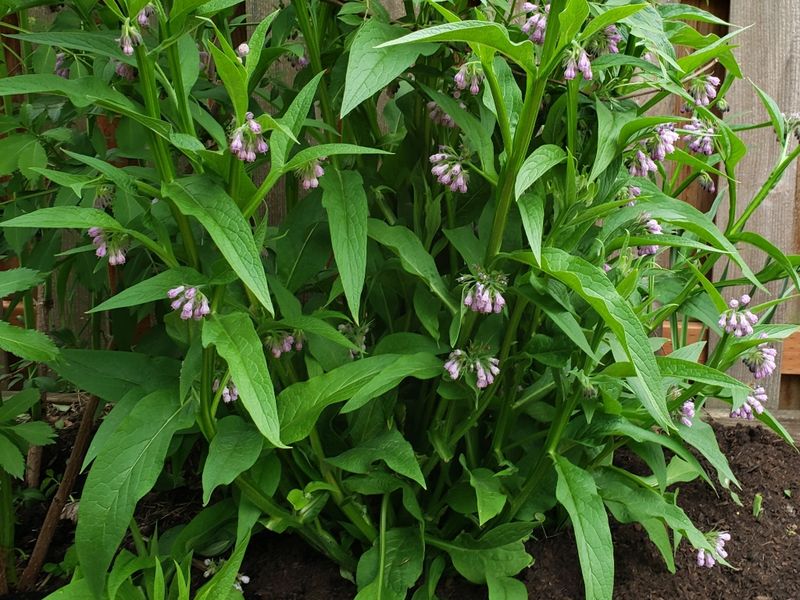16. Sustainable Garden Economics