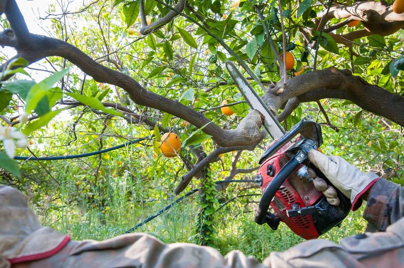 16. Protect Pruning Cuts Properly