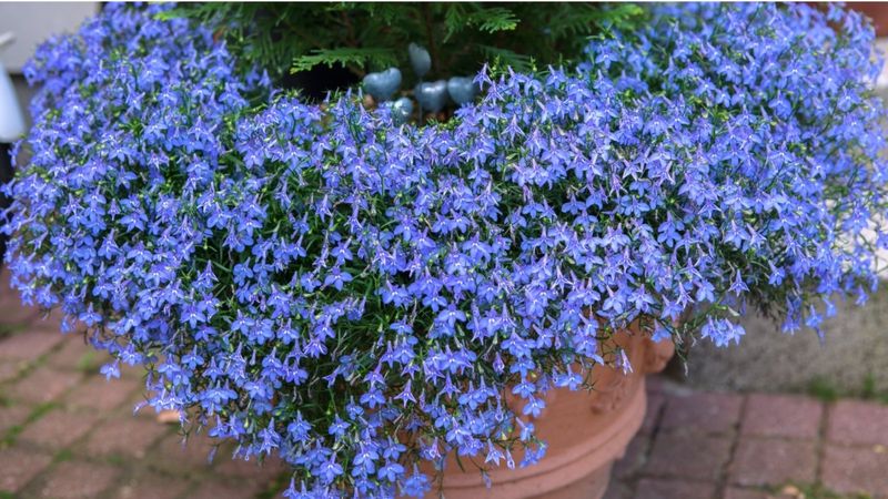 16. Lobelia: Beautiful But Brief