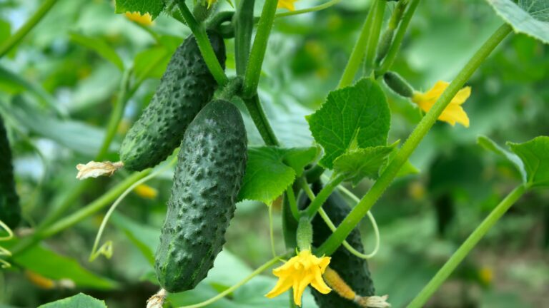 cucumbers