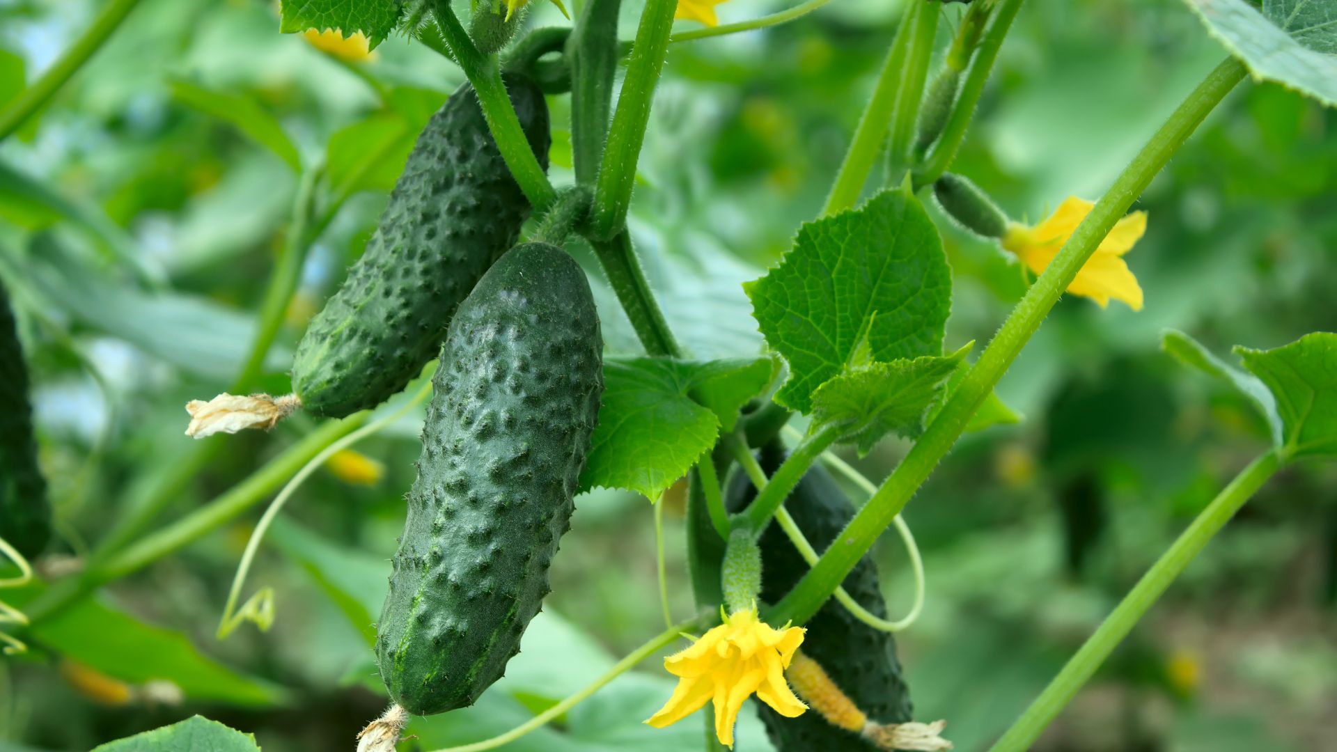 16 Baby Cucumber Container Growing Mistakes (And Easy Fixes For Better Harvests)