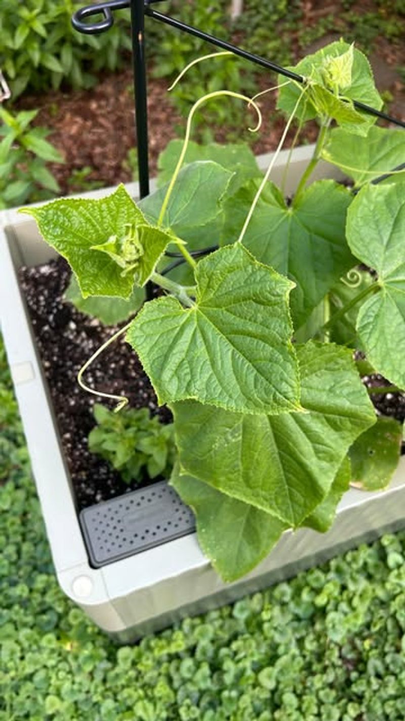 1. Choosing Containers That Are Too Small