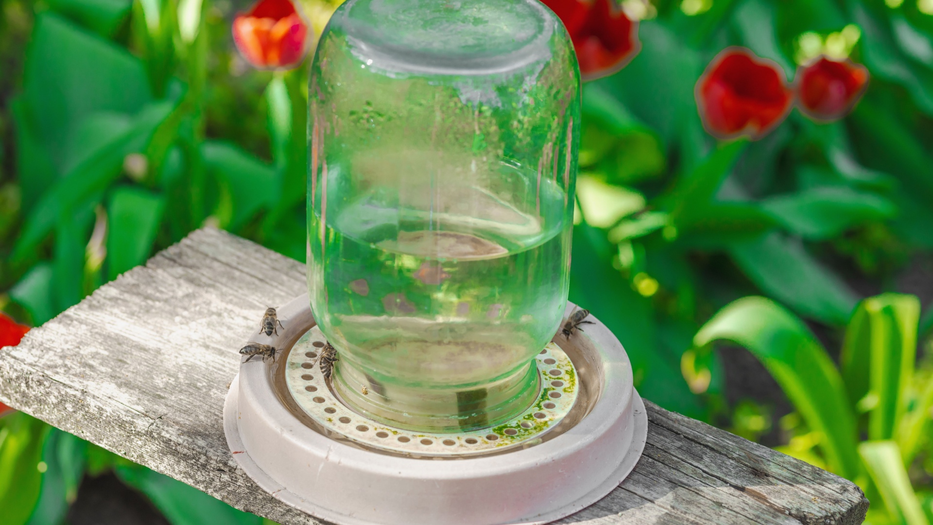 diy water station for pollinators