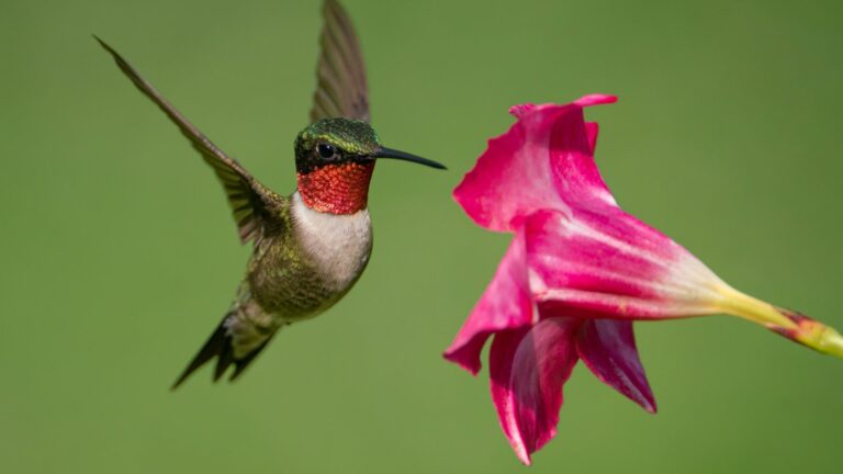 Ruby-throated Hummingbird