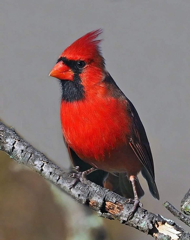 Northern Cardinal