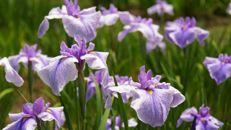 Japanese iris, Iris ensata