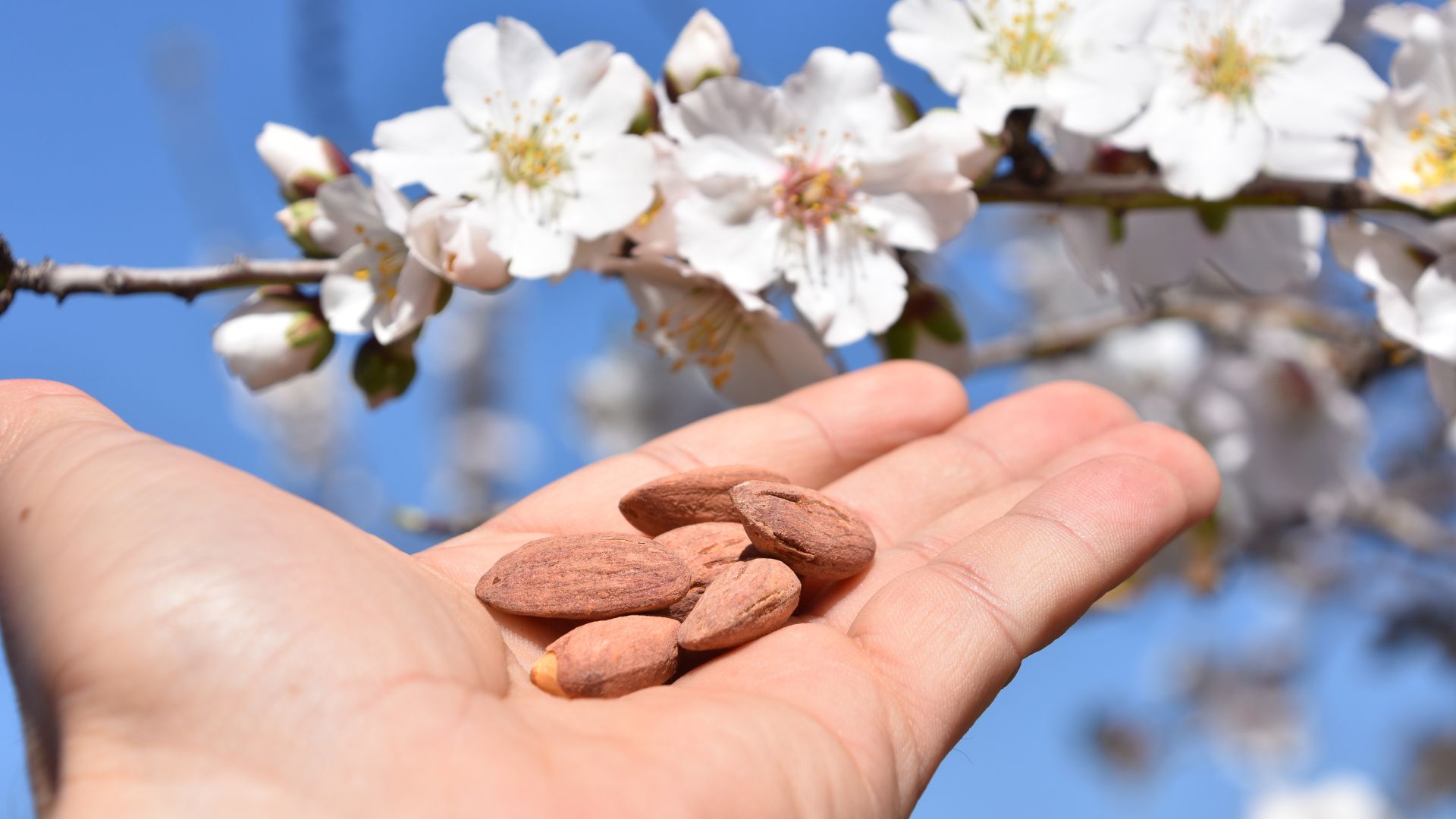 16 Best Nuts You Can Grow In Pots (Even If You Have Limited Space)