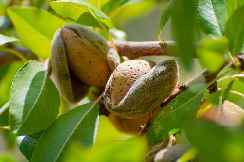 Almonds