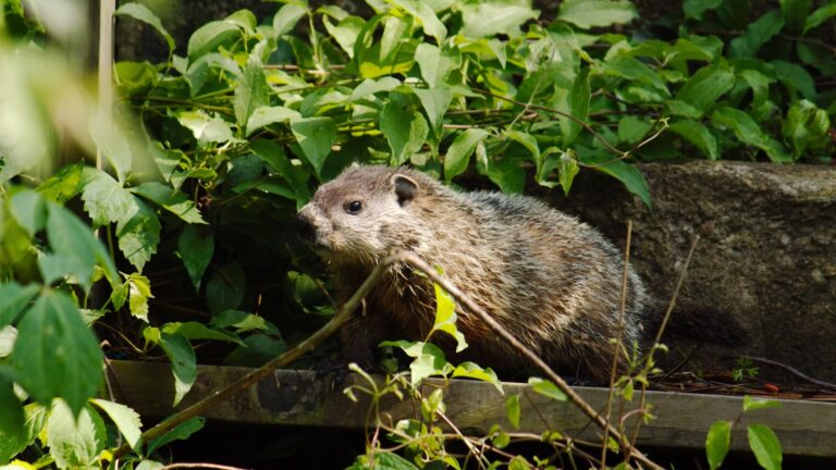 groundhog