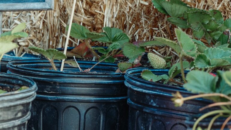 bucket gardening