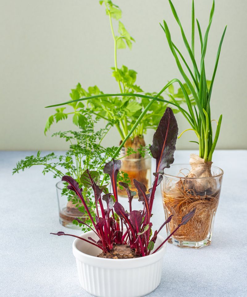 Regrow Beet Tops In Water