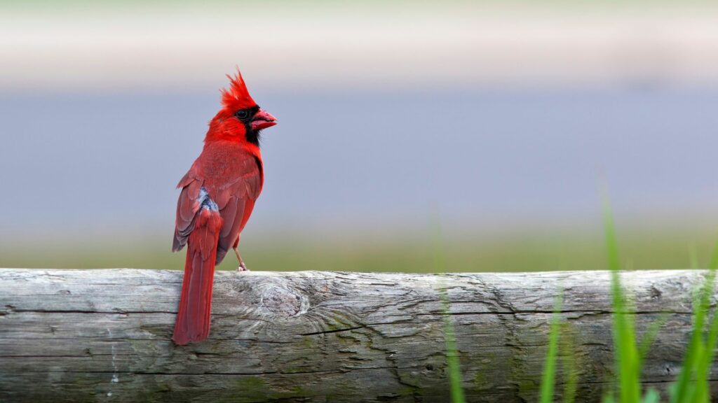16 Common Backyard Birds (And What Their Presence Means In Your Garden)