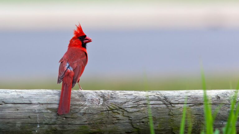northern cardinal